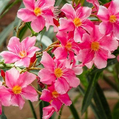 Brighter Blooms Shrubs & Hedges Pink Oleander Shrub 4 Brighter Blooms Shrubs & Hedges Pink Oleander Shrub