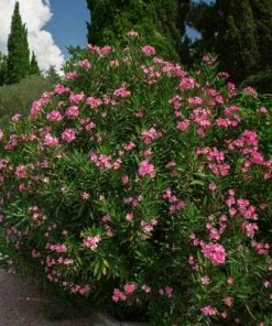 Brighter Blooms Shrubs & Hedges Pink Oleander Shrub