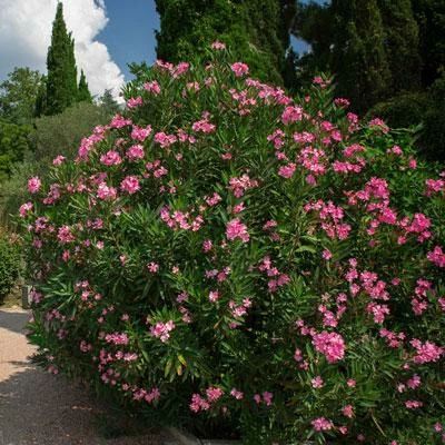 Brighter Blooms Shrubs & Hedges Pink Oleander Shrub 2 Brighter Blooms Shrubs & Hedges Pink Oleander Shrub