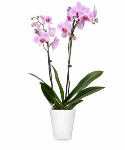 Brighter Blooms SHOP ALL Orchid Plant In White Pot