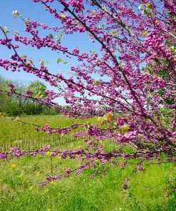 Brighter Blooms Pink Pom Poms' Redbud Tree Flowering Trees