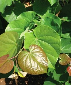Brighter Blooms Pink Pom Poms' Redbud Tree Flowering Trees