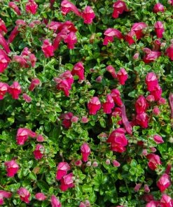 Brighter Blooms Pink Skullcap Shrub 6 Brighter Blooms Pink Skullcap Shrub
