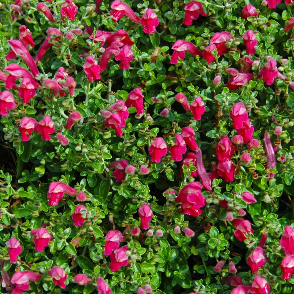Brighter Blooms Pink Skullcap Shrub 3 Brighter Blooms Pink Skullcap Shrub
