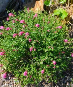 Brighter Blooms Pink Skullcap Shrub 7 Brighter Blooms Pink Skullcap Shrub