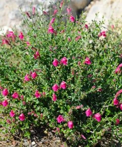 Brighter Blooms Pink Skullcap Shrub