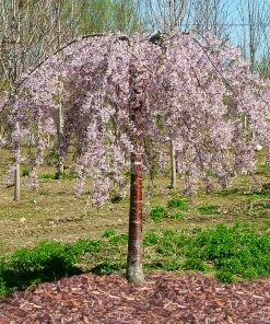 Brighter Blooms Flowering Trees Pink Snow Showers™ Weeping Cherry Tree