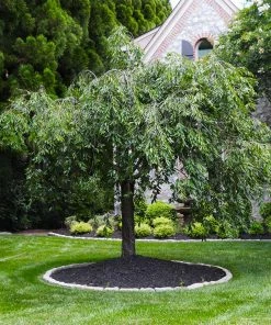 Brighter Blooms Flowering Trees Pink Snow Showers™ Weeping Cherry Tree