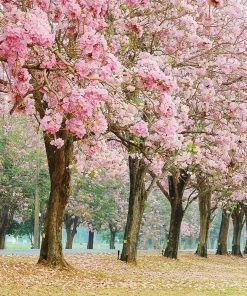 Brighter Blooms Flowering Trees Pink Trumpet Tree