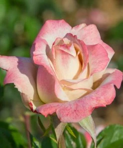 Brighter Blooms Pinkerbelle™ Rose