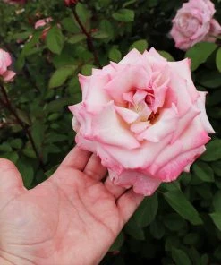 Brighter Blooms Pinkerbelle™ Rose