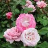 Brighter Blooms Pinkerbelle™ Rose