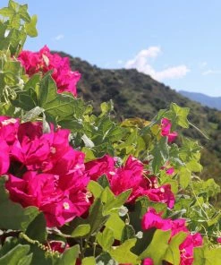 Brighter Blooms Pink Pixie Bougainvillea SHOP ALL