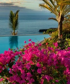 Brighter Blooms Pink Pixie Bougainvillea SHOP ALL 5 Brighter Blooms Pink Pixie Bougainvillea SHOP ALL