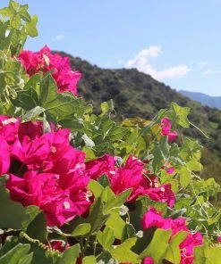 Brighter Blooms Pink Pixie Bougainvillea SHOP ALL