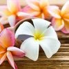 Brighter Blooms Flowering Trees Plumeria Plant