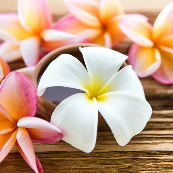 Brighter Blooms Flowering Trees Plumeria Plant 1 Brighter Blooms Flowering Trees Plumeria Plant