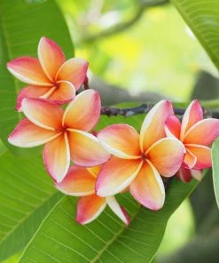 Brighter Blooms Flowering Trees Plumeria Plant 6 Brighter Blooms Flowering Trees Plumeria Plant