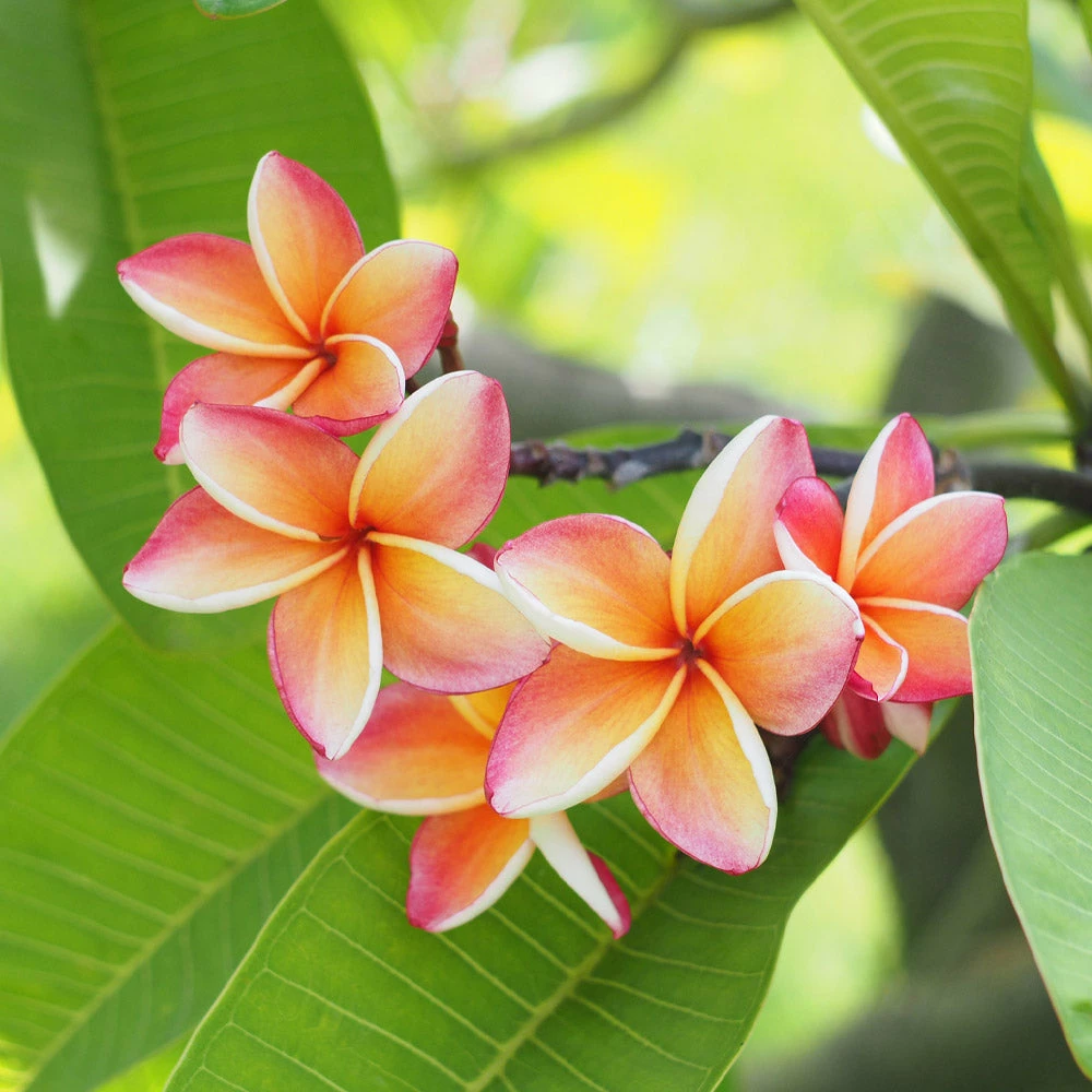 Brighter Blooms Flowering Trees Plumeria Plant 3 Brighter Blooms Flowering Trees Plumeria Plant