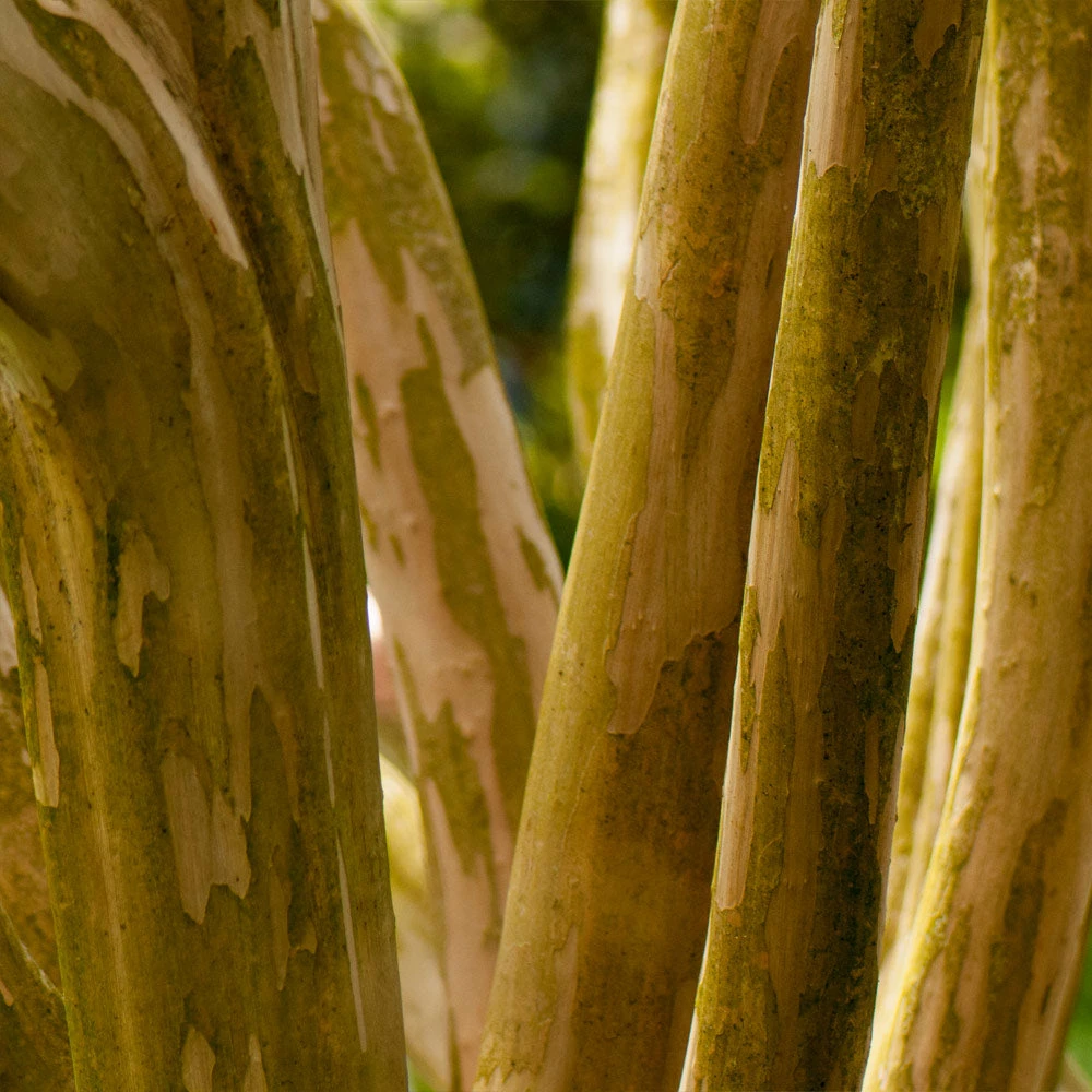 Brighter Blooms Pink Velour Crape Myrtle Tree 6 Brighter Blooms Pink Velour Crape Myrtle Tree