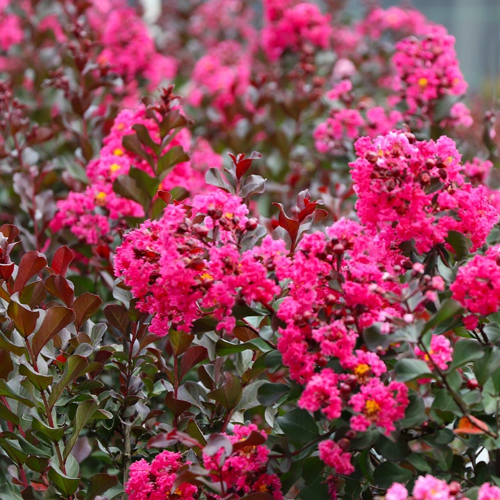 Brighter Blooms Pink Velour Crape Myrtle Tree 3 Brighter Blooms Pink Velour Crape Myrtle Tree
