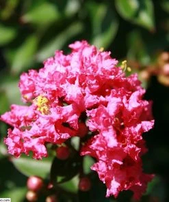 Brighter Blooms Pocomoke Crape Myrtle Tree 5 Brighter Blooms Pocomoke Crape Myrtle Tree