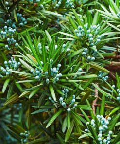 Brighter Blooms Evergreen & Privacy Yew Podocarpus Tree