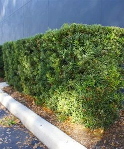 Brighter Blooms Yew Podocarpus Evergreen & Privacy