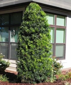 Brighter Blooms Evergreen & Privacy Yew Podocarpus Tree