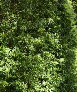 Brighter Blooms Yew Podocarpus Evergreen & Privacy