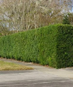 Brighter Blooms Evergreen & Privacy Yew Podocarpus Tree