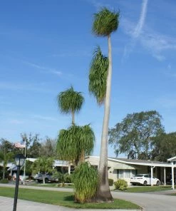Brighter Blooms Ponytail Palm Tree 10 Brighter Blooms Ponytail Palm Tree