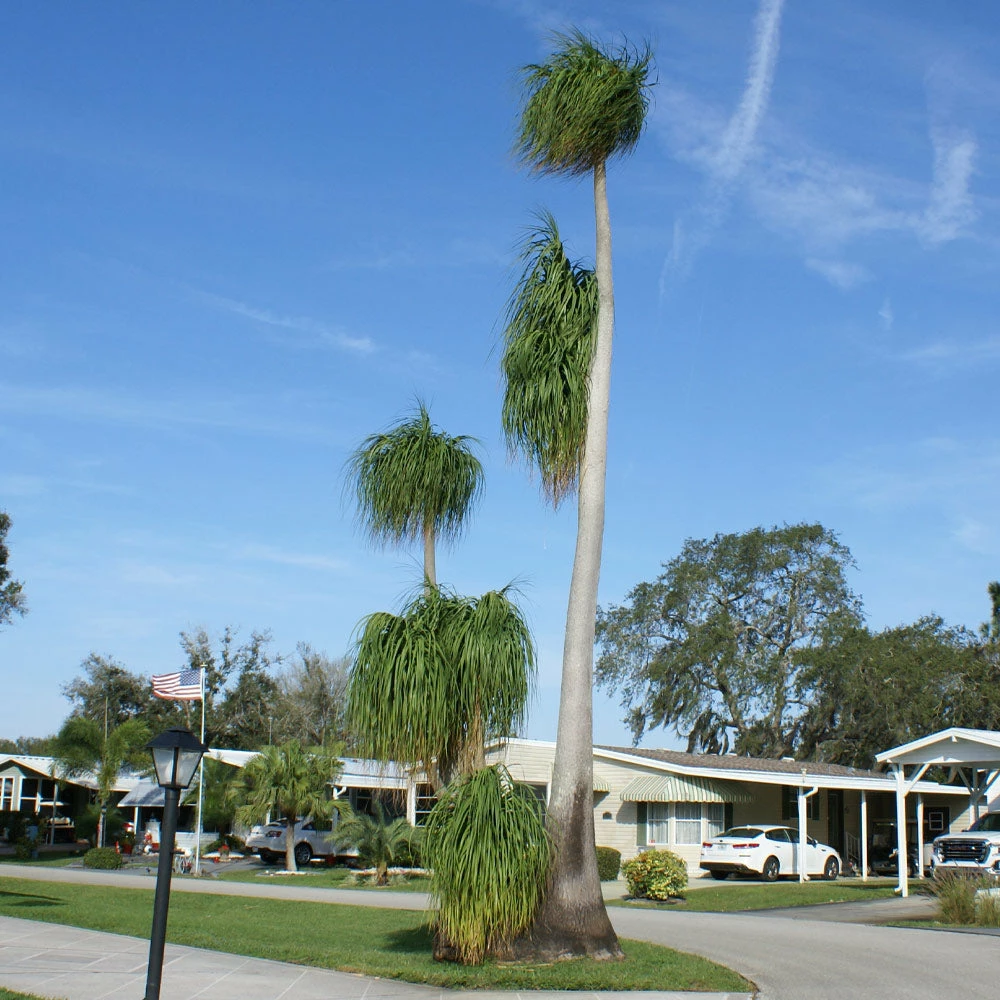 Brighter Blooms Ponytail Palm Tree 5 Brighter Blooms Ponytail Palm Tree