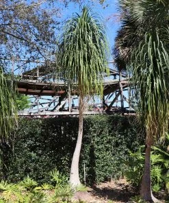 Brighter Blooms Ponytail Palm Tree 9 Brighter Blooms Ponytail Palm Tree