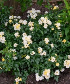 Brighter Blooms Roses Popcorn Drift® Rose