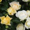 Brighter Blooms Roses Popcorn Drift® Rose