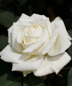 Brighter Blooms Pope John Paul II Rose Shrub