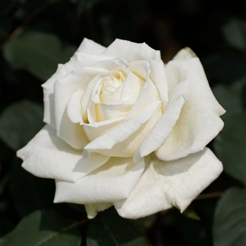 Brighter Blooms Pope John Paul II Rose Shrub 2 Brighter Blooms Pope John Paul II Rose Shrub
