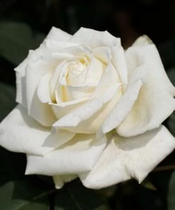 Brighter Blooms Pope John Paul II Rose Shrub