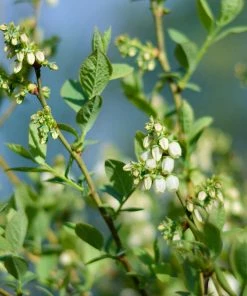 Brighter Blooms Fruit Trees Powderblue Blueberry Bush