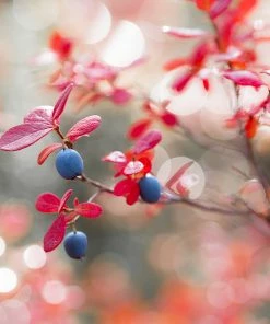 Brighter Blooms Fruit Trees Powderblue Blueberry Bush