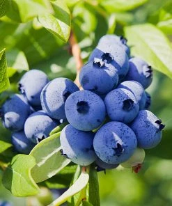 Brighter Blooms Fruit Trees Powderblue Blueberry Bush