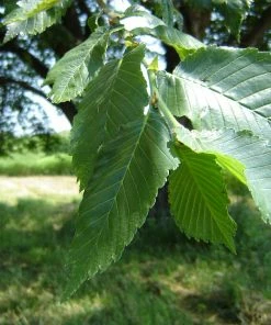 Brighter Blooms Prairie Expedition® Elm Tree