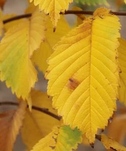 Brighter Blooms Prairie Expedition® Elm Tree