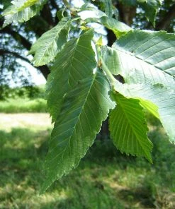 Brighter Blooms Prairie Expedition® Elm Tree