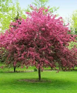 Brighter Blooms Prairifire Crabapple Tree Flowering Trees