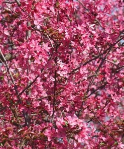 Brighter Blooms Prairifire Crabapple Tree Flowering Trees