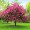 Brighter Blooms Prairifire Crabapple Tree Flowering Trees