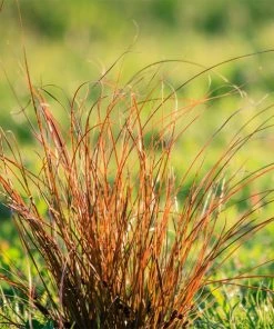 Brighter Blooms Prairie Fire Sedge Ornamental Grasses