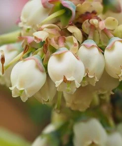 Brighter Blooms Fruit Trees Premier Blueberry Bush